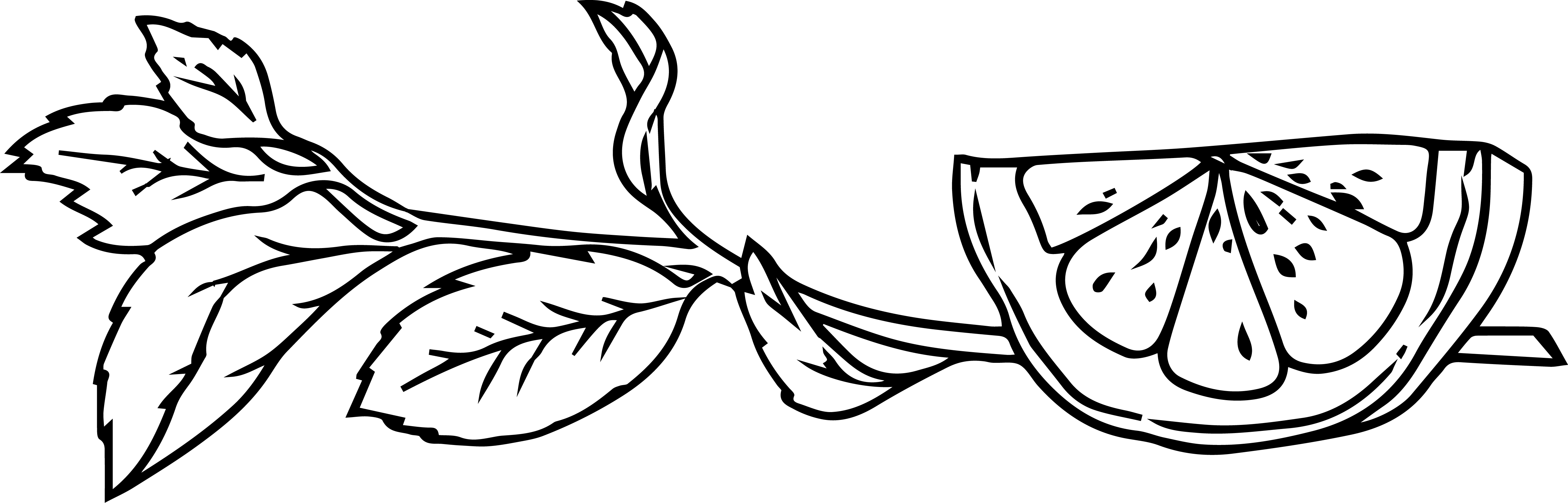 Svěží nádech bylina Black